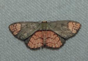 Metallaxis semiustus