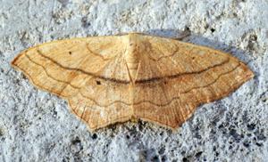 Scopula imitaria