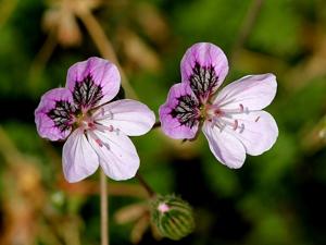 Erodium glandulosum