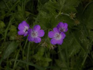 Geranium sylvaticum