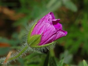 Geranium sanguineum