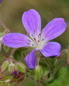 Geranium sylvaticum