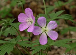 Geranium maculatum