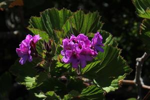 Pelargonium cucullatum subsp. tabulare