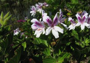 Pelargonium cucullatum