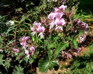 Pelargonium cordifolium