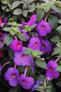 utils/thumbs/Gesneriaceae/Achimenes_DuMmqHX8M4h3etaxFGKApr.jpg