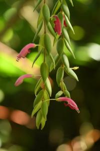 Aeschynanthus gracilis