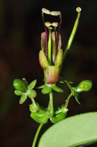 utils/thumbs/Gesneriaceae/Aeschynanthus_mLp3SjnwJf6VE4dnQMmRbt.jpg