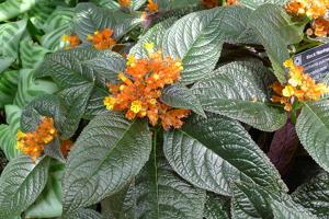 utils/thumbs/Gesneriaceae/Chrysothemis_hk7keWUA4p3k6vP72G46EW.jpg