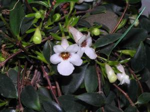 Codonanthe gracilis