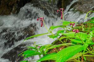 Didymocarpus formosus