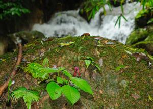 Didymocarpus formosus