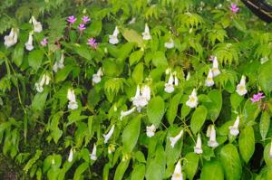 Henckelia anachoreta