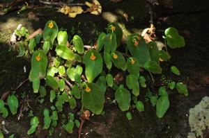 Microchirita bimaculata