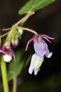 Ornithoboea grandiflora