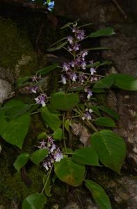 Ornithoboea grandiflora