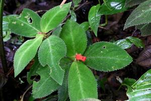 Pearcea sprucei