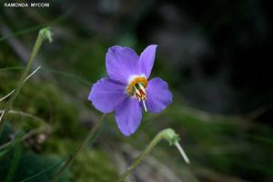 Ramonda myconi
