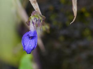 utils/thumbs/Gesneriaceae/Rhynchoglossum_Lj3fEQxGX5CnWUVkVF8drn.jpg