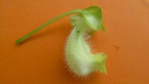 Sinningia barbata