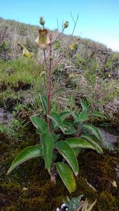 Sinningia brasiliensis