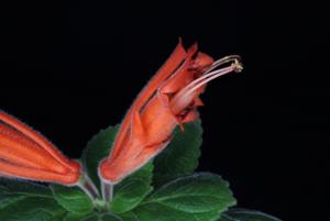 Sinningia cardinalis