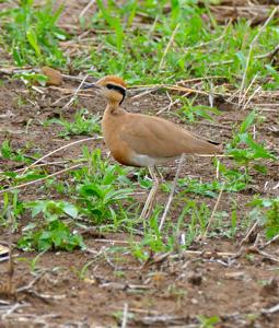 Cursorius temminckii