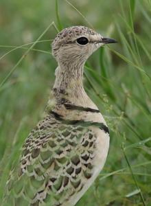 Rhinoptilus africanus
