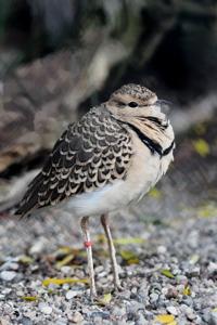 Rhinoptilus africanus