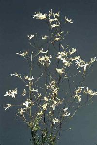 Goodenia pinifolia