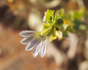 Scaevola glabrata