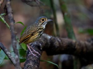 utils/thumbs/Grallariidae/Hylopezus_3E3AB5xVuDQBpbL6NGzWph.jpg
