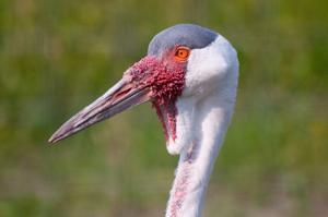 Grus carunculata