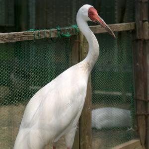 utils/thumbs/Gruidae/Leucogeranus_2NoSn9pj6FAVsinQW8DUtc.jpg