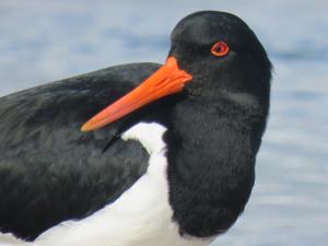 Haematopus longirostris
