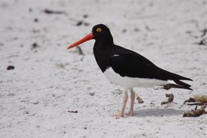 utils/thumbs/Haematopodidae/Haematopus_noWuqxeXwG9fqj9UfpMciL.jpg