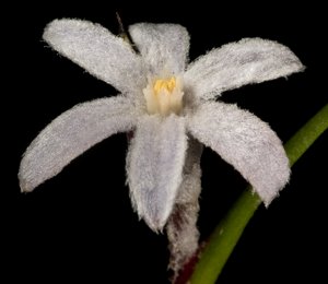 Tribonanthes violacea
