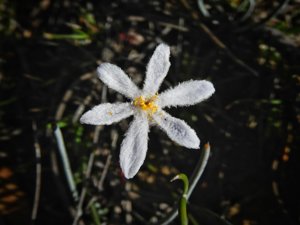 Tribonanthes australis