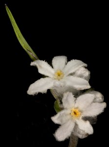 Tribonanthes australis