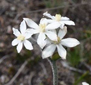 Tribonanthes australis