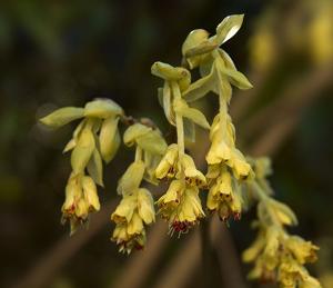 utils/thumbs/Hamamelidaceae/Corylopsis_kPNdNpNCsRHtQDa2MuFuMM.jpg