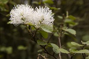 Fothergilla major