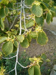 utils/thumbs/Hamamelidaceae/Hamamelis_PEQaJyh89rUDfVPPAgH5Zj.jpg