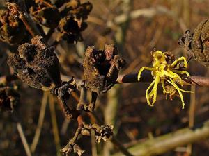 Hamamelis virginiana