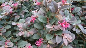 Loropetalum chinense