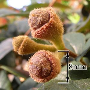 Loropetalum chinense