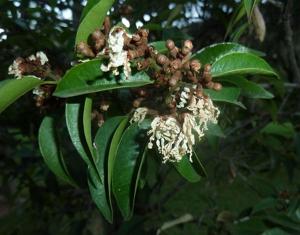 Trichocladus grandiflorus