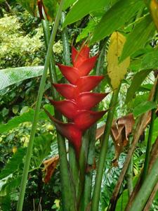 Heliconia caribaea