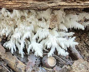 utils/thumbs/Hericiaceae/Hericium_VrQHtt6Pu9SzirALMJdRvx.jpg
